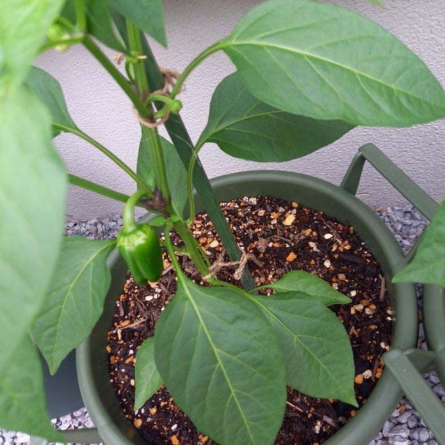 今夏のプランター菜園事情①
