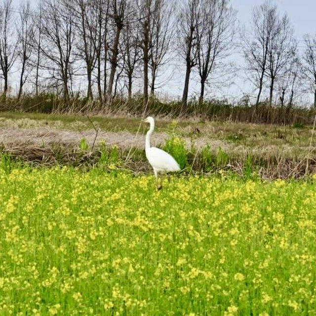 福島潟とサギとカンムリカイツブリと菜の花