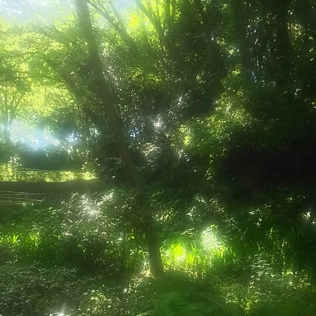 ☆森林浴☆
