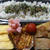 カツレツ風弁当