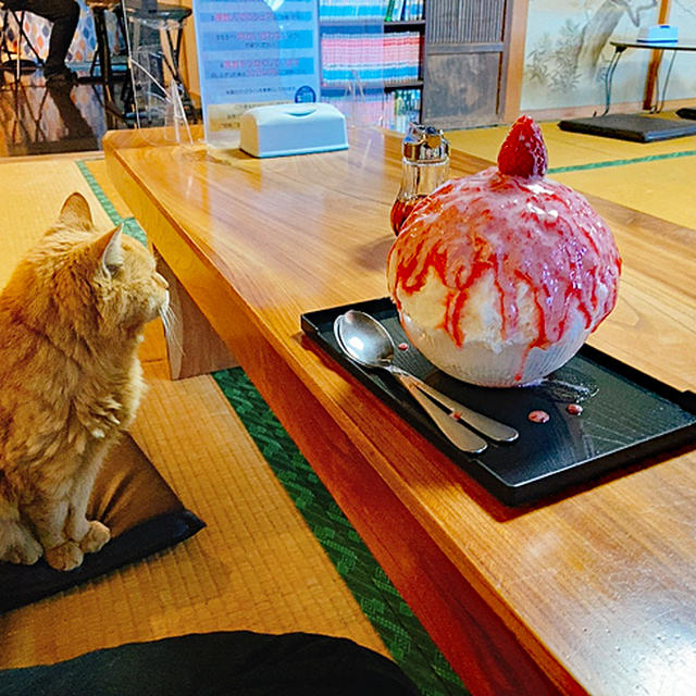 笠間雪みるくのかき氷♪