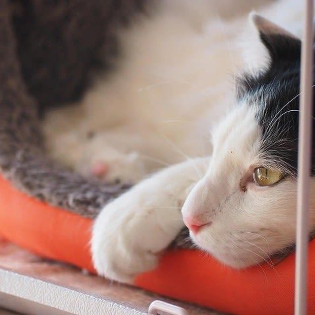 【小梅・さくら・桃之介通信】眠りに落ちる寸前...