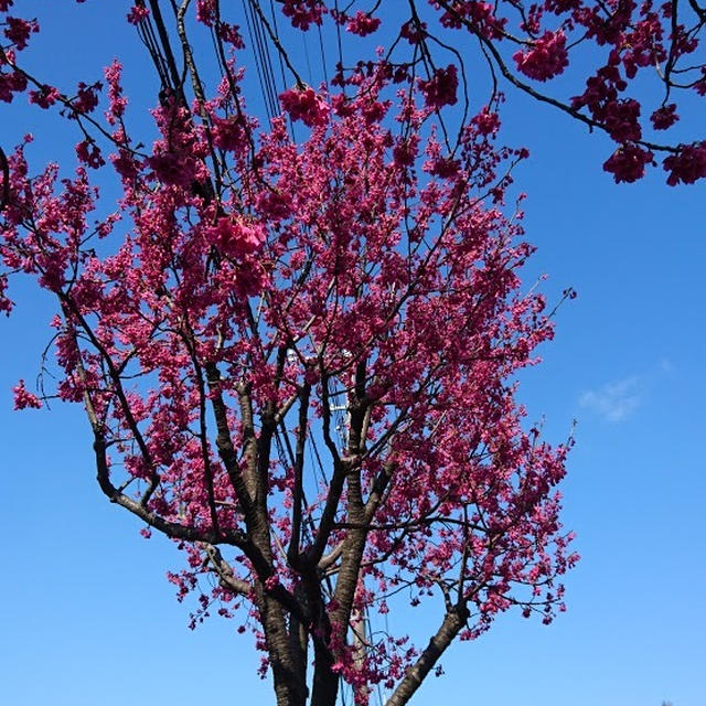 サバの甘酢あんかけと寒緋桜（かんひざくら）？