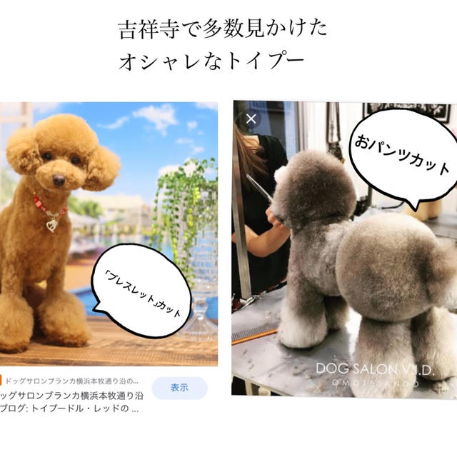 うちのイッヌ、流行カットに挑戦！犬もライザップに行ってきた！