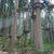 福井・Tree Picnic Adventure IKEDA