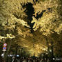 【金葉祭】北海道大学のイチョウ並木【ライトアップ】