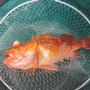 【告知】夏の根魚五目のお誘い