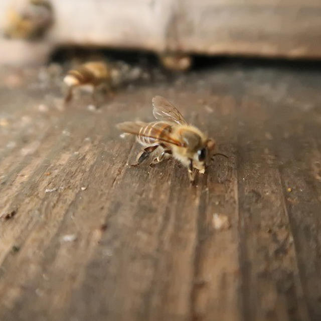 初めての養蜂：きれい好きのミツバチ