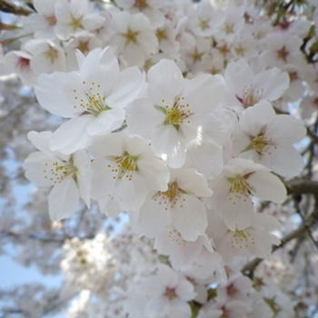 桜のお菓子