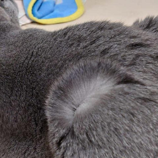 猫の毛皮の毛の根元