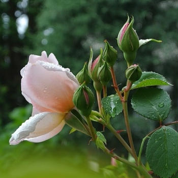 薔薇の美しさ・・・・・