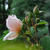 薔薇の美しさ・・・・・