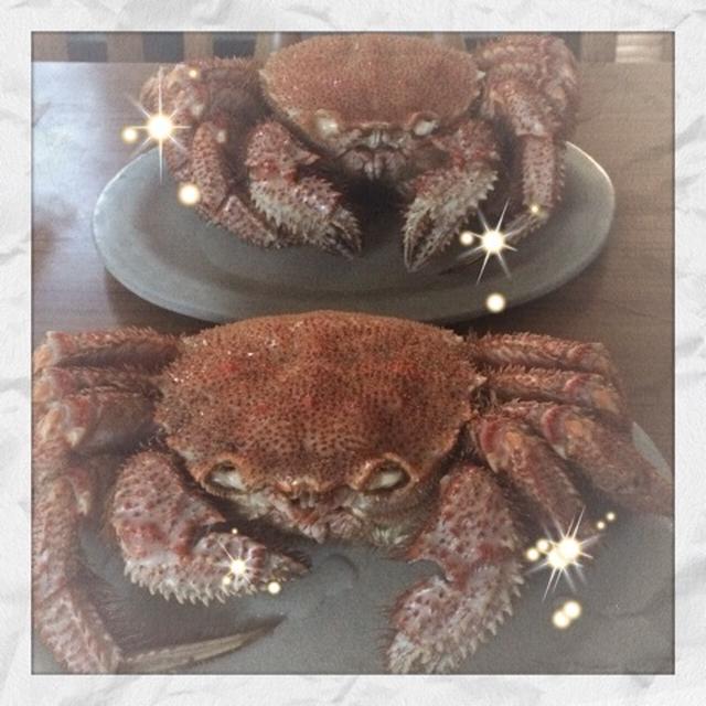 ２０１５年のかに座さん。