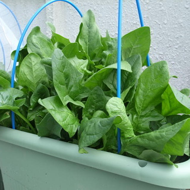 菜園計画☆アカザ科の野菜
