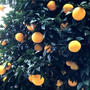 オレンジがいっぱい