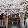辰巳大明神と桜
