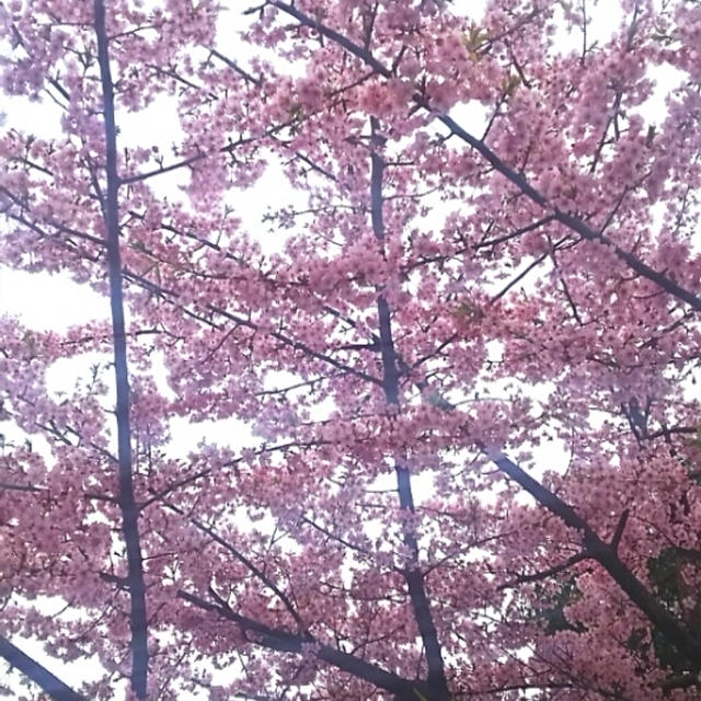 ☆満開の寒桜☆