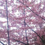 ☆満開の寒桜☆