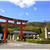 山吹咲き乱れる松尾大社（京都）