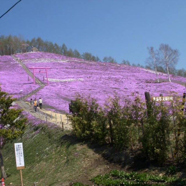 芝桜。