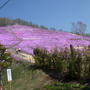 芝桜。