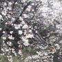 雨に濡れる山桜