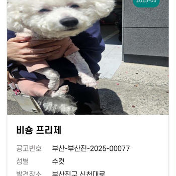 【犬とアタシ】急募！保護した迷子犬の里親探し中！