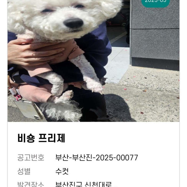 【犬とアタシ】急募！保護した迷子犬の里親探し中！