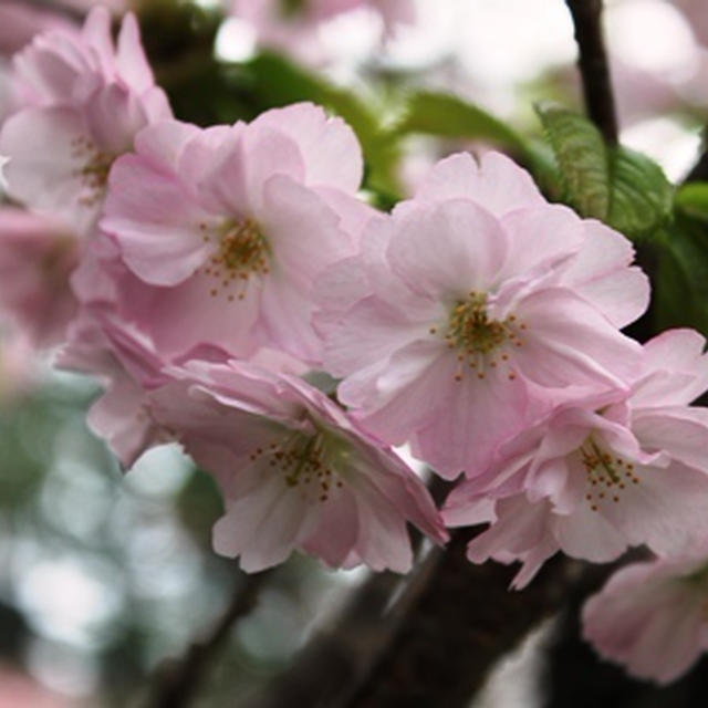 お花見♪