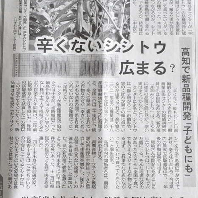 「辛くないししとう」について東京新聞の取材を受けました♪