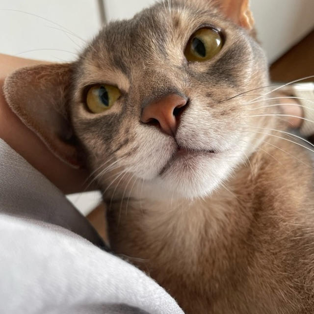 6歳ぼくちん、激甘はじめ(๑¯◡¯๑)
