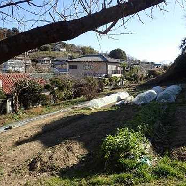 コマツナ収穫☆葉山野菜栽培記（2月下旬）