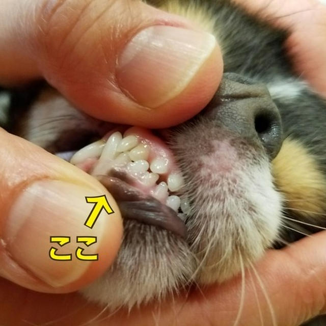 まりちゃん、名物院長のところへいく。