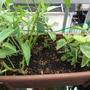 ベランダ菜園でタイの空芯菜とバイガパオ（ホーリーバジル）を栽培してます