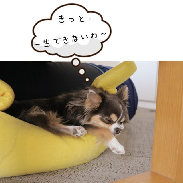 【日記】フラフープ　と、それに付き合う犬。