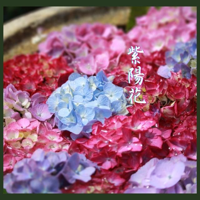 紫陽花　水鉢