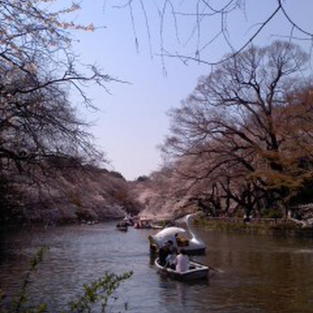 井の頭公園の桜とぺパCaf&eacute;