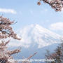 2017年お花見⑥今年ラストの花見は山梨で桜巡り「富士山と桜」♪完