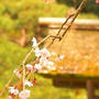 春の鎌倉　　東慶寺
