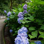 あじさいロード、最近撮った写真#ameba写真部