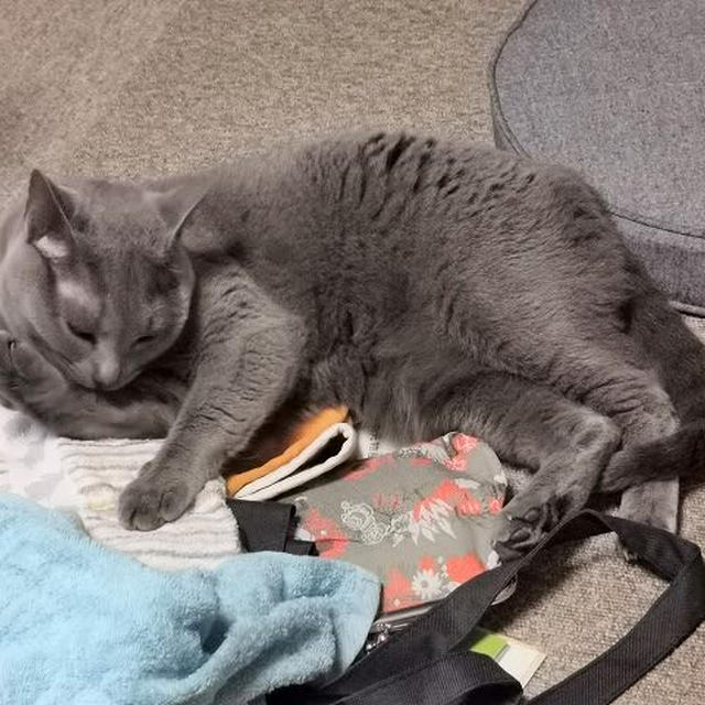 モノの上に座るのが好き
