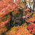 富士河口湖紅葉祭り