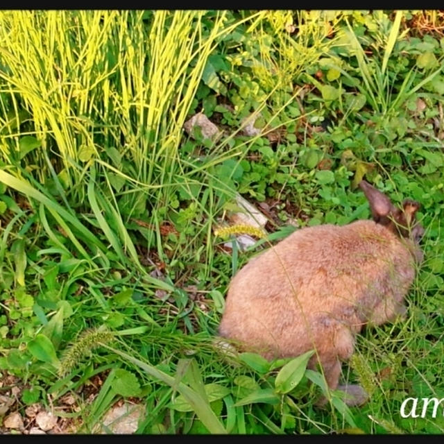 放し飼いの野良♪