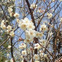 葉山農園（3月初旬）☆スナップエンドウ支柱立て