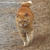 ＊地域猫ちゃん＊幸運の「鍵しっぽ」＊