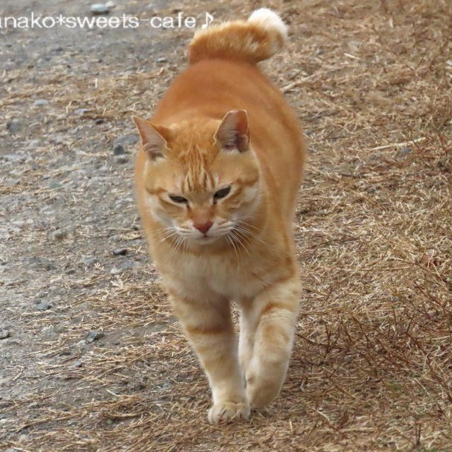 ＊地域猫ちゃん＊幸運の「鍵しっぽ」＊