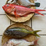 魚のお取り寄せ＿2021年7月