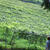 ＣＯＣＯ ＦＡＲＭ ＆ ＷＩＮＥＲＹ（ココ・ファーム・ワイナリー：栃木県足利市 ）　へ