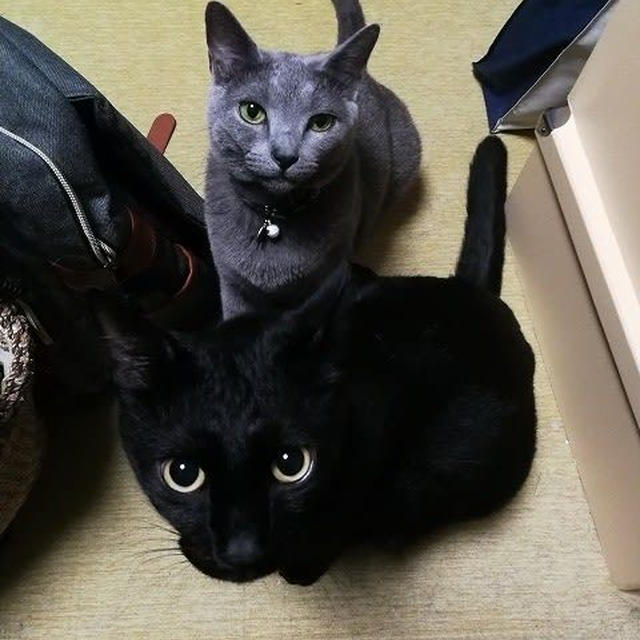寝たいと訴えるまなざし