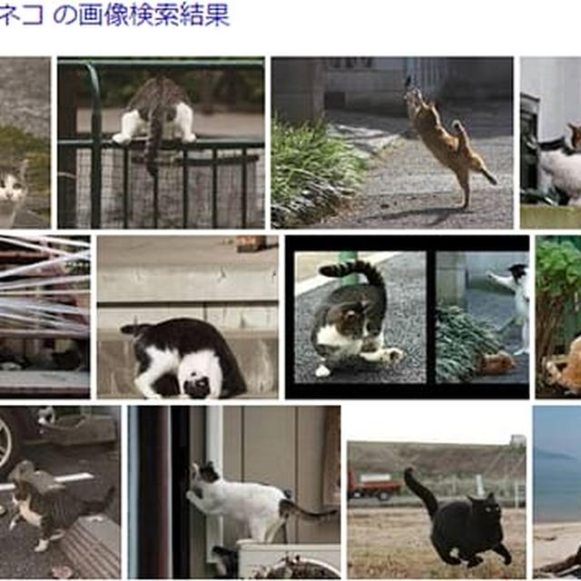 我が家のお猫様もオファー待ってます！？